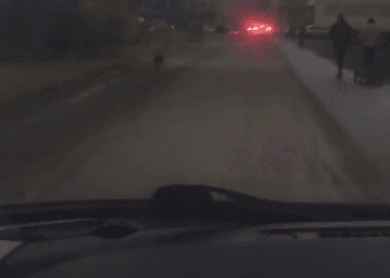 ქუჩაში მიტოვებული ძაღლი, რომელიც პატრონს უკან დაედევნა (+ვიდეო)