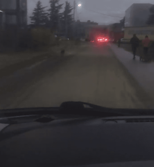 ქუჩაში მიტოვებული ძაღლი, რომელიც პატრონს უკან დაედევნა (+ვიდეო)