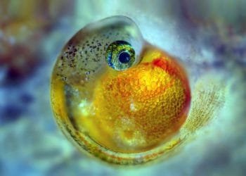 ფოტოები, რომლებიც მიკროსამყაროს სენსაციად და საოცრებად შეფასდა