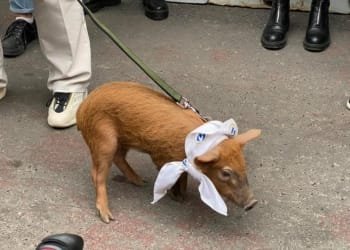 ცხოველთა ფერმა და გოჭი საკანონმდებლო ორგანოსთაქნ – აქცია-პერფორმანსი პარლამენტთან