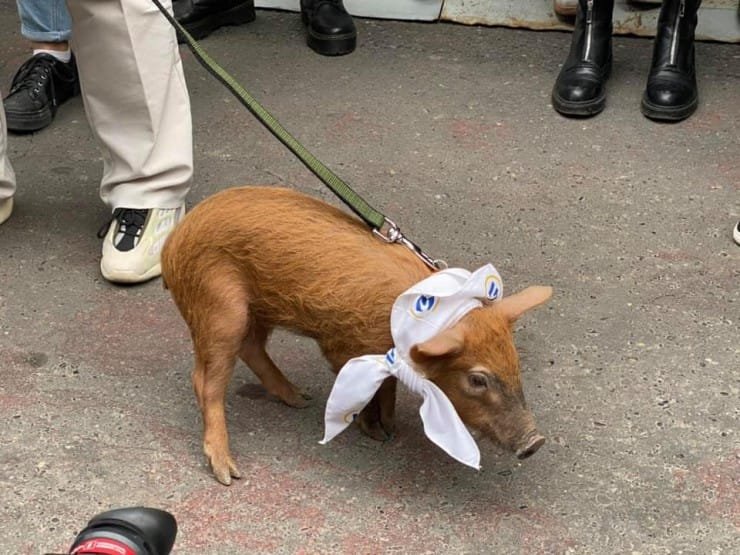 ცხოველთა ფერმა და გოჭი საკანონმდებლო ორგანოსთაქნ – აქცია-პერფორმანსი პარლამენტთან