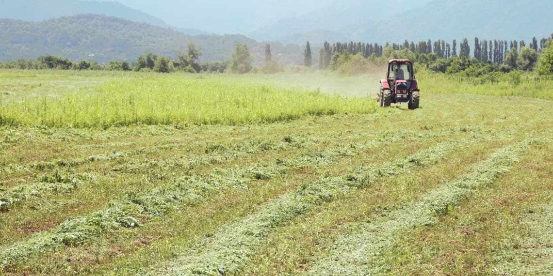 ჩასულებს შემზარავი სურათი დაგვხვდა, გაგვქურდეს – ფერმერი ბაღდათიდან