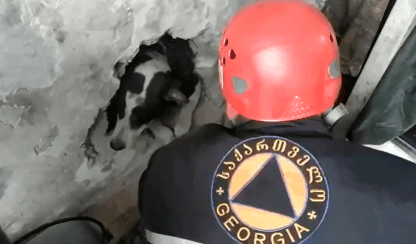 შენობებს შორის გაჭედილი ძაღლი  მაშველებმა უვნებლად  გამოიყვანეს