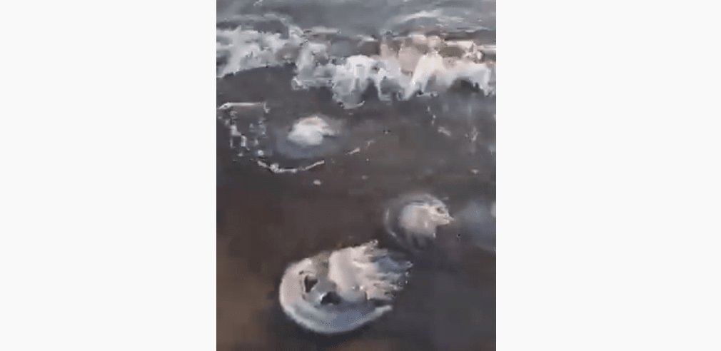 რატომ გამოყირა შავმა ზღვამ მკვდარი მედუზები (+ვიდეო)