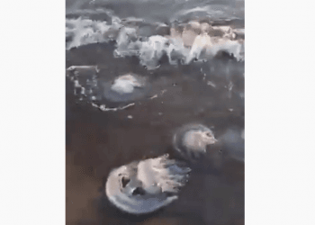 რატომ გამოყირა შავმა ზღვამ მკვდარი მედუზები (+ვიდეო)