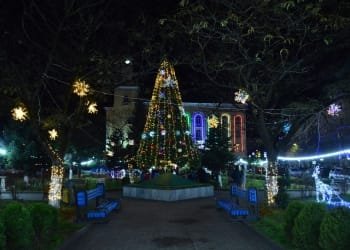 როგორი ნაძვის ხეები აქვს იმერეთის რეგიონს (+ფოტო)