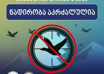 გადამფრენ ფრინველებზე ნადირობა აკრძალულია