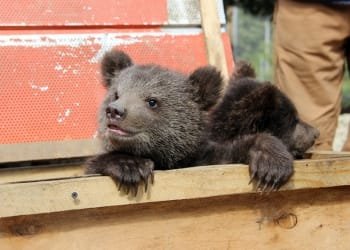 დათვის ბელებს, რომელთა ტყიდან გამოყვანის ფაქტები განსაკუთრებით ხშირია ისინი საქართველოს ”წითელ ნუსხაშია” შეყვანილი- გარემოს დაცვის სამინისტრო