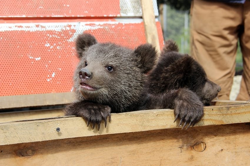 დათვის ბელებს, რომელთა ტყიდან გამოყვანის ფაქტები განსაკუთრებით ხშირია ისინი საქართველოს ”წითელ ნუსხაშია” შეყვანილი- გარემოს დაცვის სამინისტრო