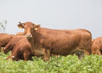 „საქონლის ცოცხალი წონა 9,5 ლარამდე გაძვირდა“ – რატომ იმატებს ფასები