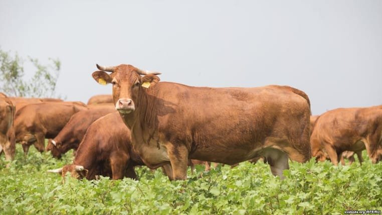 „საქონლის ცოცხალი წონა 9,5 ლარამდე გაძვირდა“ – რატომ იმატებს ფასები