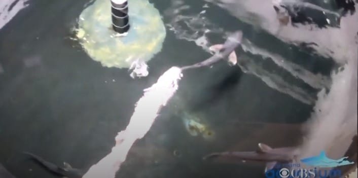 გაასამართლეს მამაკაცი, რომელსაც სარდაფში ზვიგენები ჰყავდა (+ვიდეო)