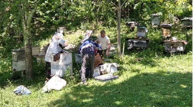წლის პირველი თაფლის შეგროვების ბოლო აკორდი და მთის თაფლის განსაკუთრებული მახასიათებლები