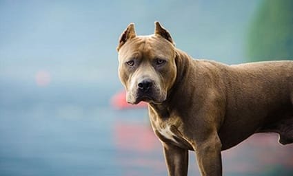 3 წლის ბიჭი, რომელიც ფანჯრიდან გადავარდა პიტბულმა დაგლიჯა