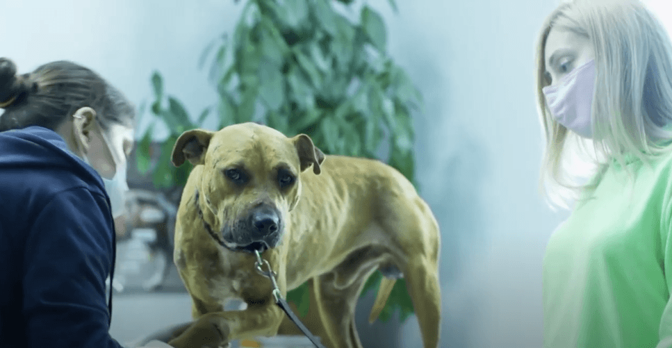 “აიკრძალოს ცხოველთა ორთაბრძოლები”-“თათების იმედი”