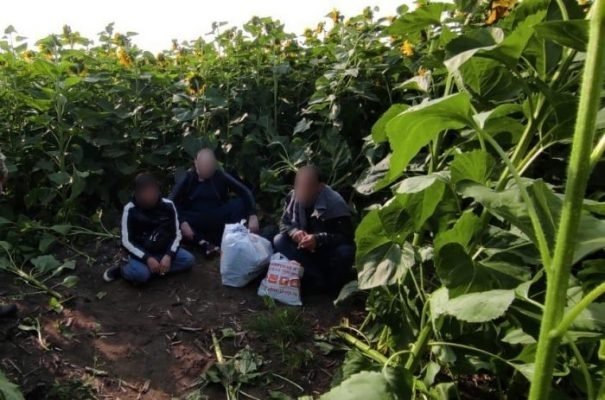 ვინ არის ქართველი ,,კანონიერი ქურდი”, რომელიც მზესუმზირის ყვავილებში დამალული იპოვეს და დააკავეს