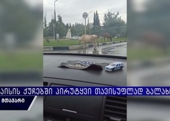 ძროხები ქუთაისის ქუჩებში – რას ამბობს მერიის ზედამხედველობის სამსახური