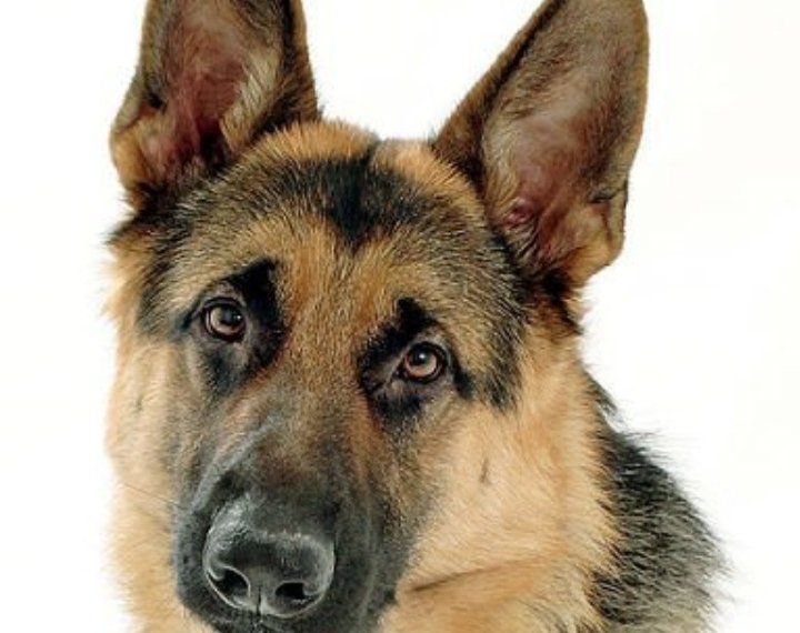 ,,თუ თქვენთვის ის უბრალოდ “ძაღლია რა” არ შეიძინოთ-აუცილებლად წასაკითხი, თუ გინდა რომ ძაღლი გყავდეს