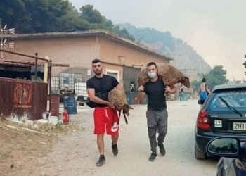 ადამიანები ტოვებდნენ ძვირფასეულობას და არ ტოვებდნენ ცხოველებს-რა ხდება საბერძნეთში
