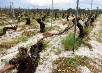 რა დახმარებას მიიღებენ სეტყვით დაზარალებული მევენახეები