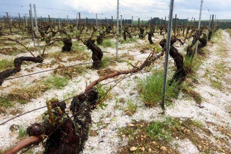 რა დახმარებას მიიღებენ სეტყვით დაზარალებული მევენახეები