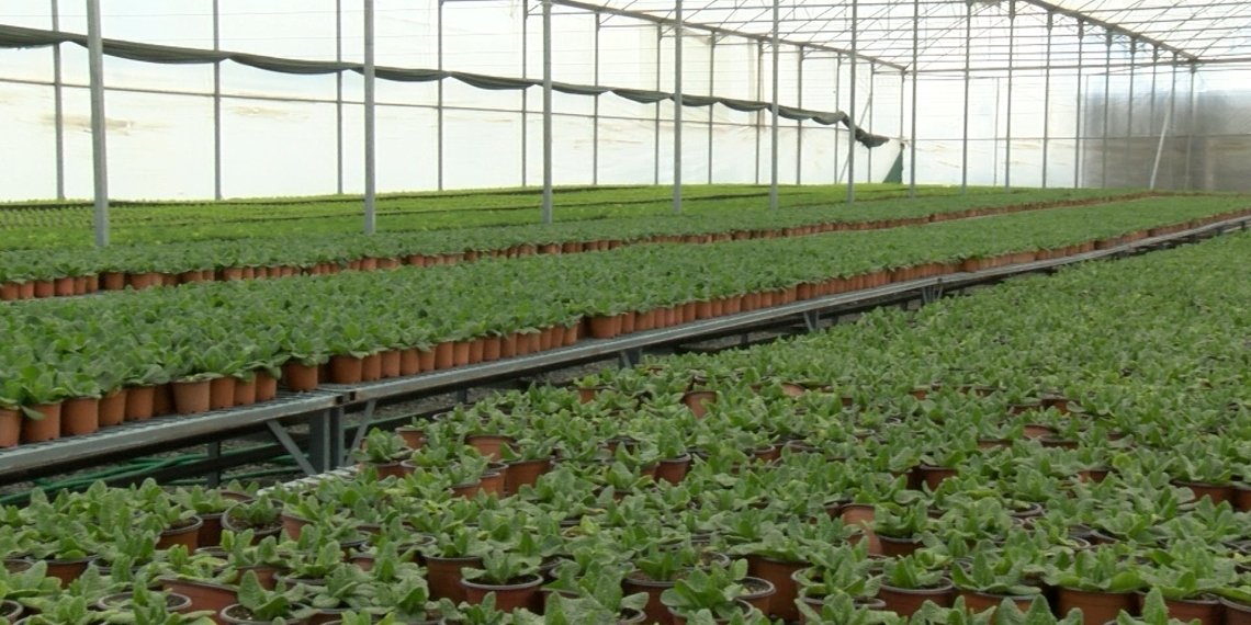 სასათბურე მეურნეობის მოწყობა – არსებული გამოწვევები და საქართველოს ბანკის შეთავაზებები ფერმერებს