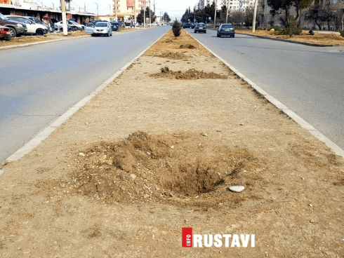 რუსთავში 54 ცალი ფიჭვის ხის ნერგი მოიპარეს