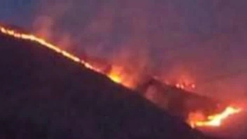 წალენჯიხაში 50 ჰექტარი თხილნარი დაიწვა