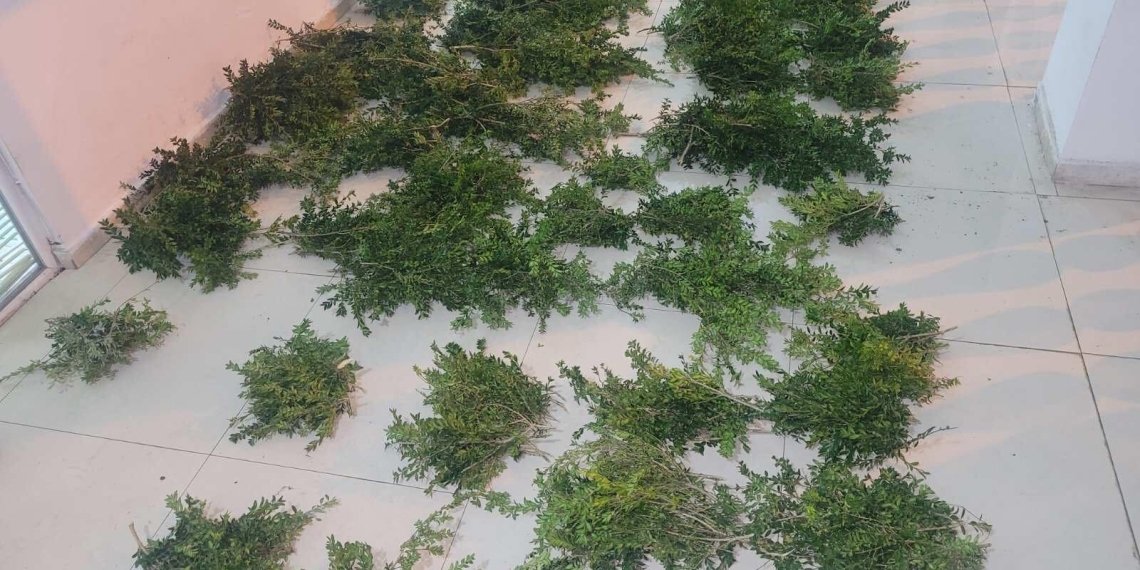 სამეგრელოსა და იმერეთში, ბზის უკანონო მოპოვებისა და ტრანსპორტირების 2 ფაქტი გამოავლინეს