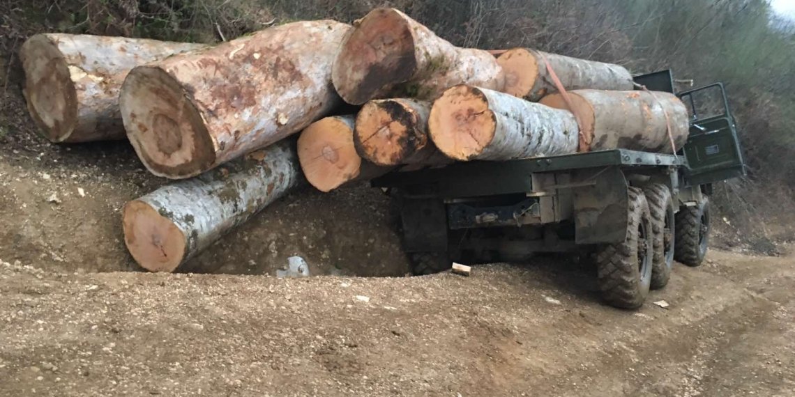 მარტვილში ხე-ტყის უკანონო ტრანსპორტირების ფაქტი გამოავლინეს
