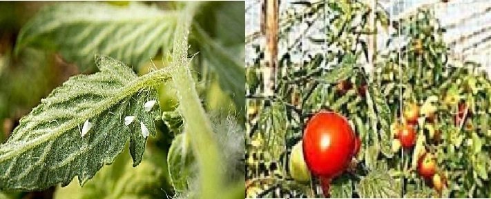 აგრარული ბაზარი შეიძლება ფარცხანაყანევის პომიდვრის გარეშე  დარჩეს