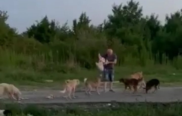 მთელი ტრასა მკვდარი ცხოველების ლეშითაა მოფენილი-რას წერენ სოციალურ ქსელში