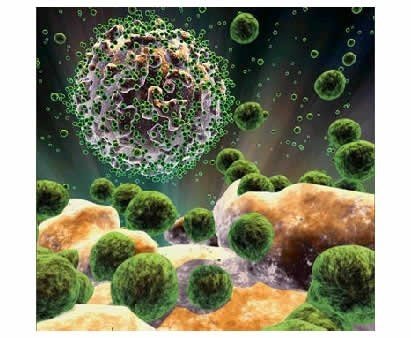 შავი ჭირის წარმომავლობა გარკვეულია