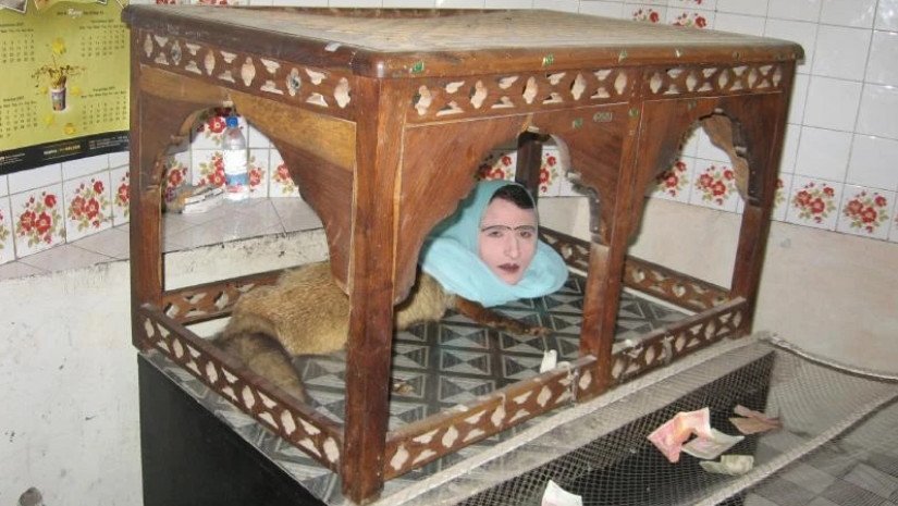 მელია ადამიანის თავით – რომელ ზოოპარკში შეგიძლიათ ნახოთ ეს უცნაური არსება