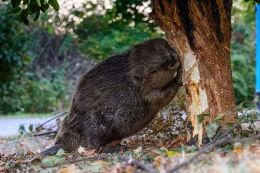 თახვმა კანადაში 15 ქალაქი ელექტროენერგიის გარეშე დატოვა