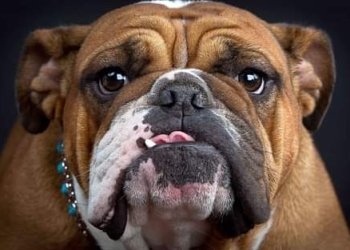 ინგლისური ბულდოგები არ შეიძინოთ-ბრიტანელი ვეტერინარების მოწოდება