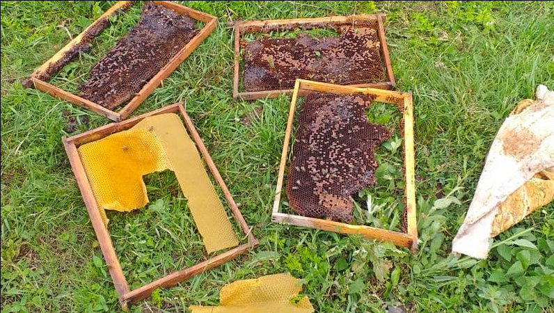 დათვმა ორი სკა გაანადგურა