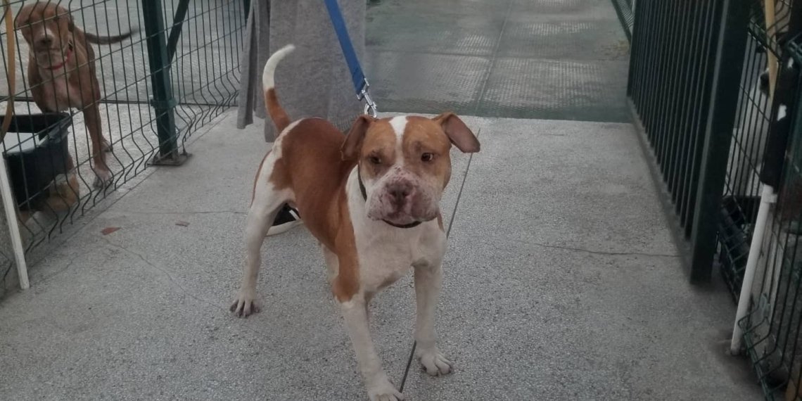 ნუ ხართ ქვეშაფსია ლაჩრები-რა პოსტს ავრცელებს ძაღლთა თავშესაფრის ადმინისტრაცია