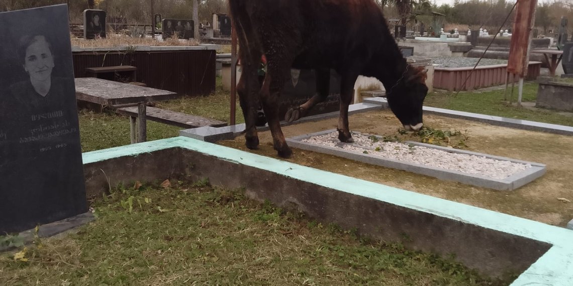 “ყველა საფლავი წაბილწულია”-რას წერს მოქალაქე