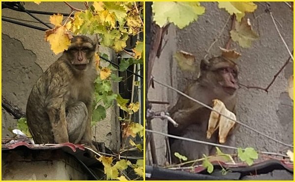დაჰკრა ფეხი და სახლიდან გაიქცა-ზოოპარკის განცხადება  გაქცეულ მაკაკაზე