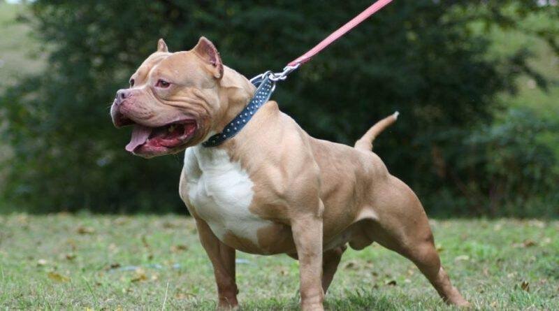 “მამამ ძლივს გამოგლიჯა“-პეტრიაშვილის ქუჩაზე მცირეწლოვანი პიტბულმა დაგლიჯა