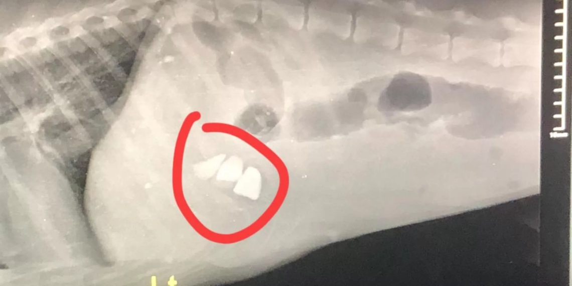 ამ რენდგენის ფოტოთი გიპასუხებთ ყველას-რას წერს ცხოველთა დამცველი