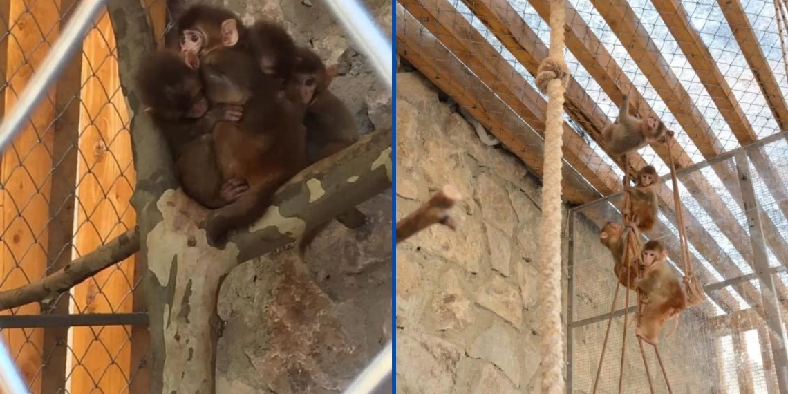 დეზინფორმაცია თუ ცხოველებისადმი სასტიკი დამოკიდებულება-რა ხდება ჭიათურაში