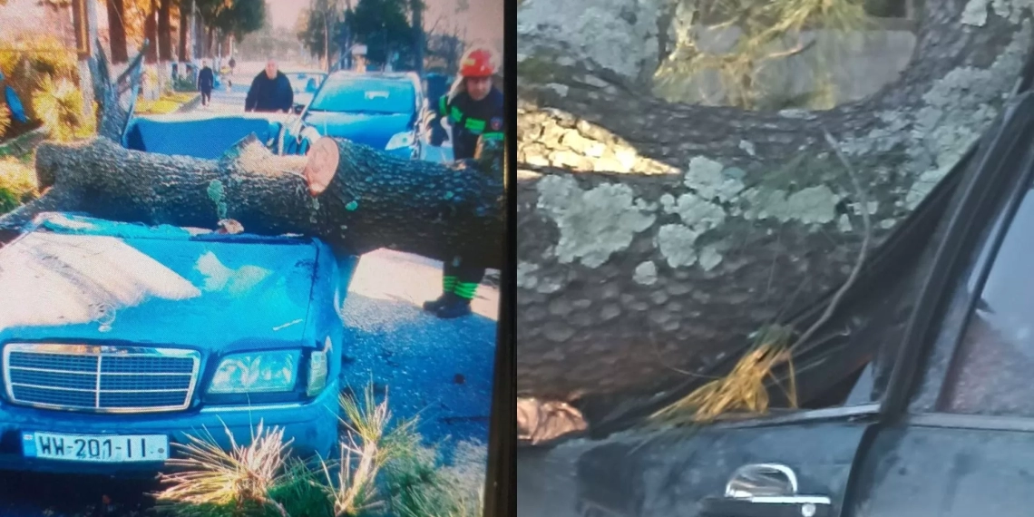 ვანში 2 ადამიანს ხე დაეცა