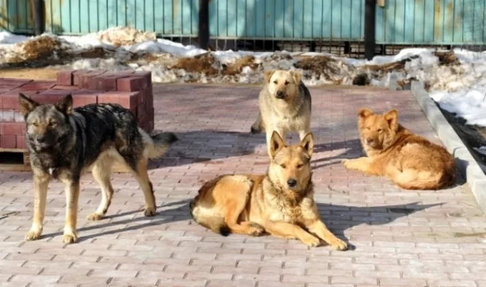 მარტვილში უპატრონო ძაღლმა 10-მდე ადამიანი დაკბინა