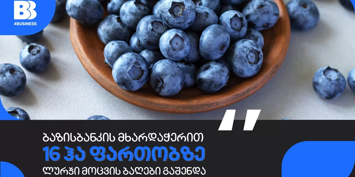 ბაზისბანკის მხარდაჭერით, აჭარა აგროჯგუფმა ლურჯი მოცვის ბაღები გააშენა