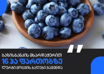 ბაზისბანკის მხარდაჭერით, აჭარა აგროჯგუფმა ლურჯი მოცვის ბაღები გააშენა