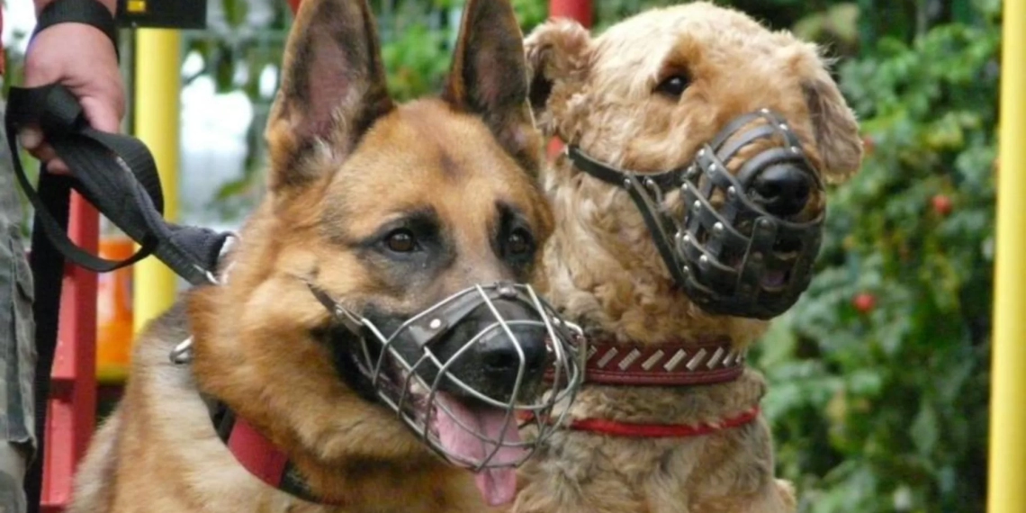 ჯარიმა იზრდება -კანონპროექტზე პარლამენტი დღეს იმსჯელებს