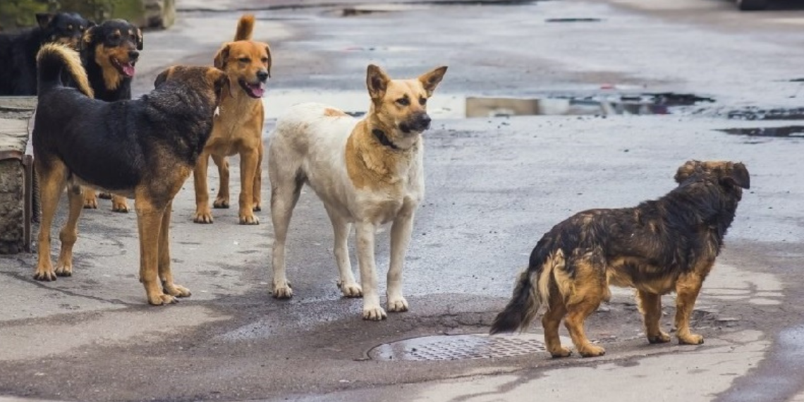რამდენს ხარჯავს  ქუთაისის მერია მიუსაფარი ძაღლების მოვლა–პატრონობისათვის