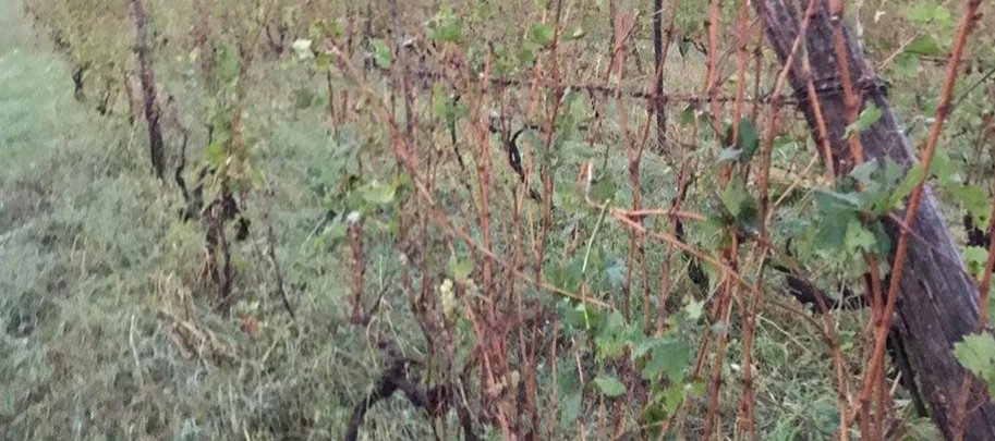 სახელმწიფო მზად არის სეტყვით დაზიანებული ყურძნის მიღება-გადამუშავებისთვის